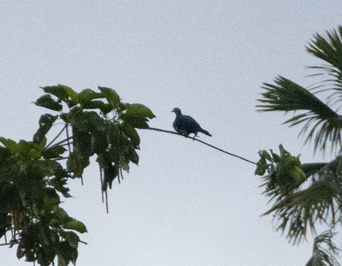 Spectacled Imperial Pigeon (Ducula perspicillata), photo 8
