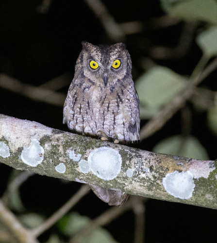 Moluccan Scops Owl (Otus magicus), photo 5