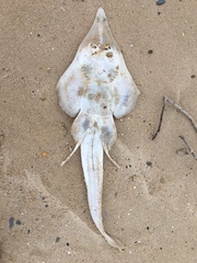 Aptychotrema rostrata