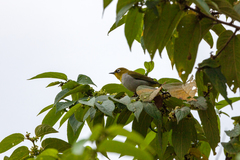 Zosterops maderaspatanus