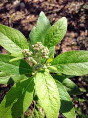 Pluchea carolinensis