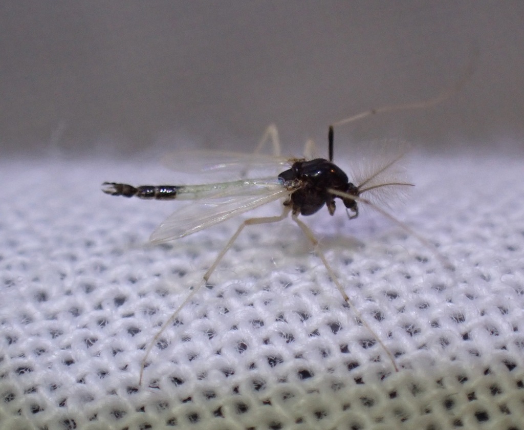 Polypedilum pedestre