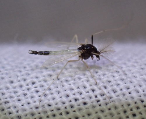 Polypedilum pedestre