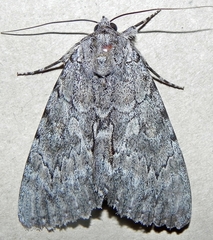 Catocala habilis