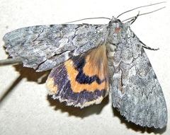Catocala habilis