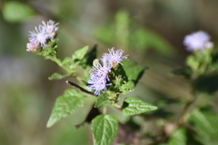 Tamaulipa azurea