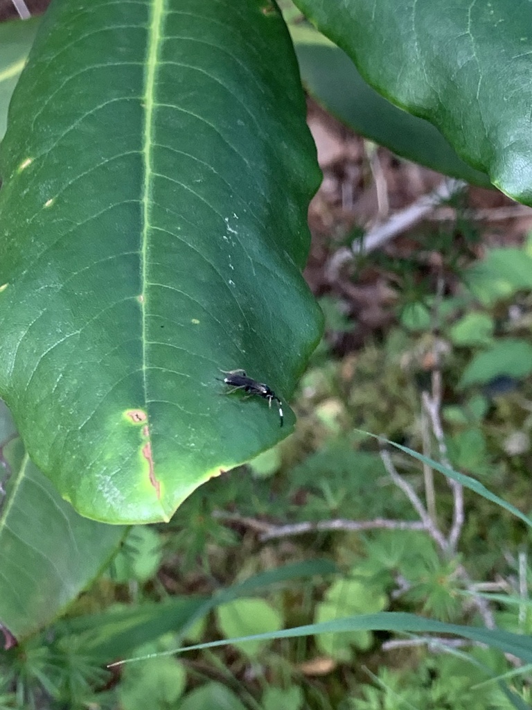 Java Winged Leaf Insect Winged and Once-winged Insects from Fujiyoshida, JP-YN, JP on August 10 ...