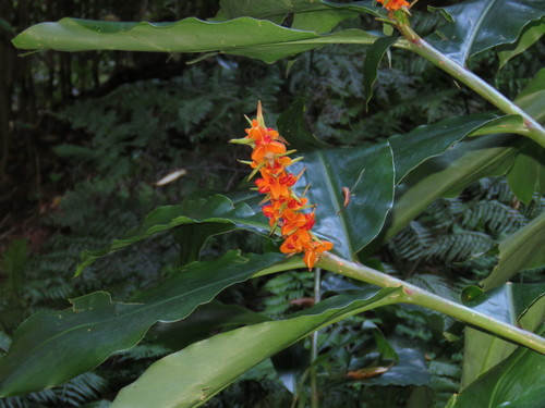 Kahili ginger