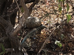 Cnemidophorus murinus