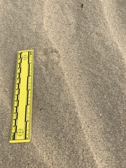 Dipodomys deserti