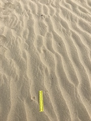 Dipodomys deserti