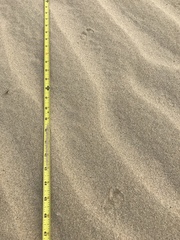 Dipodomys deserti