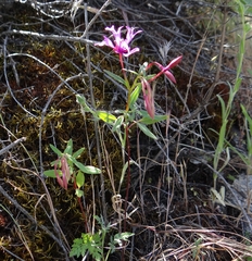 Clarkia concinna concinna