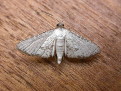 Hypolamprus melilialis