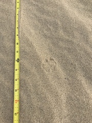 Dipodomys deserti