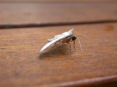 Hypolamprus melilialis