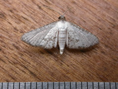 Hypolamprus melilialis