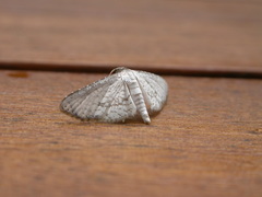 Hypolamprus melilialis