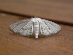 Hypolamprus melilialis