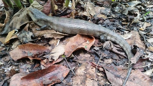 Giant Bluetongue Skink, Tiliqua gigas