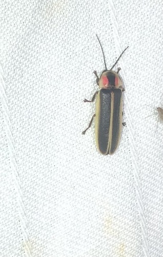 Cattail Flash-train Firefly photo 2