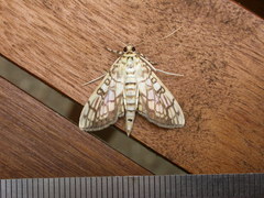 Haritalodes obliqualis