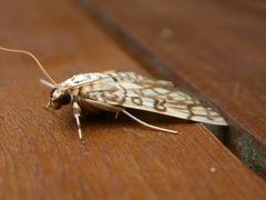 Haritalodes obliqualis