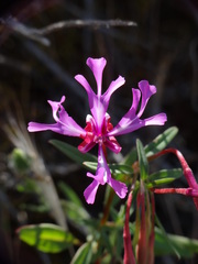 Clarkia concinna concinna
