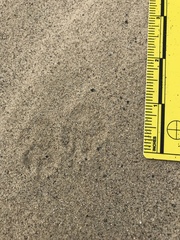 Dipodomys deserti