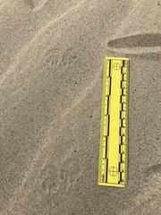Dipodomys deserti