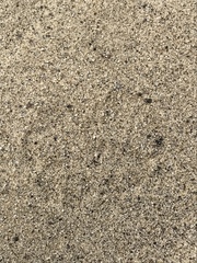 Dipodomys deserti