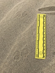 Dipodomys deserti
