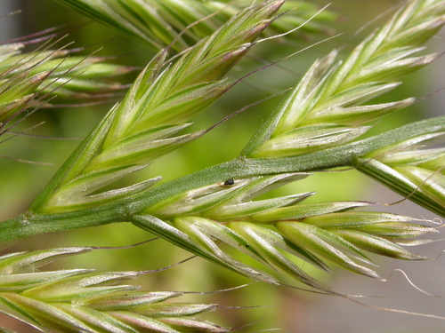 Italian ryegrass (Festuca perennis)