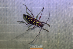 Neopoeciloderma lepturoides