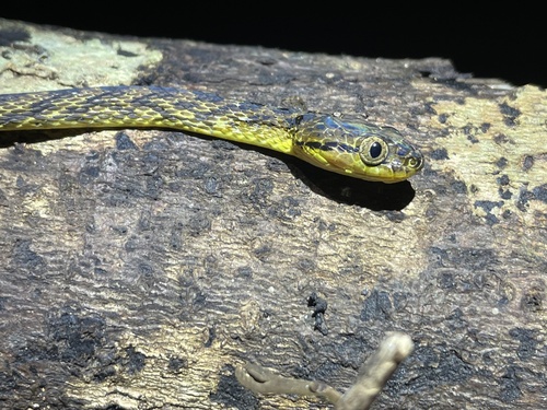 Thackeray's cat snake