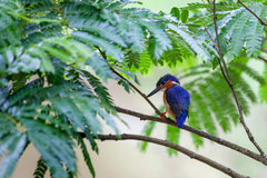 Corythornis vintsioides