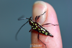 Neopoeciloderma lepturoides