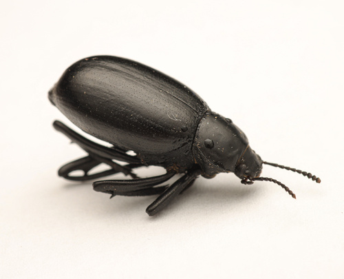Armored Stink Beetle
