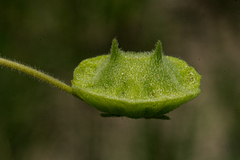 Dicerocaryum eriocarpum image