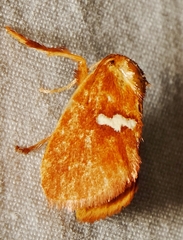 Monoleuca semifascia