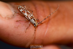 Elaphidion splendidum