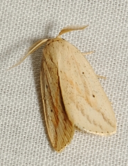 Amolita obliqua