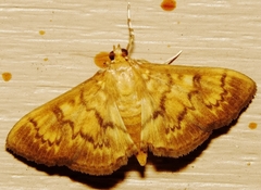 Psara obscuralis