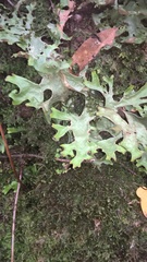 Lobaria sublaevis image