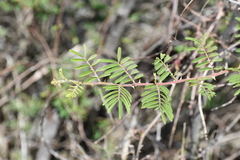 Mimosa asperata