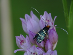 Adela trigrapha