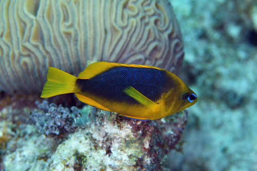 Bad lucks (Hypoplectrus guttavarius) — Serranidae — 5
