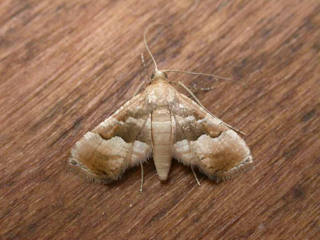 Addaea pusilla