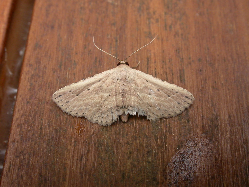 Hyposada aspersa