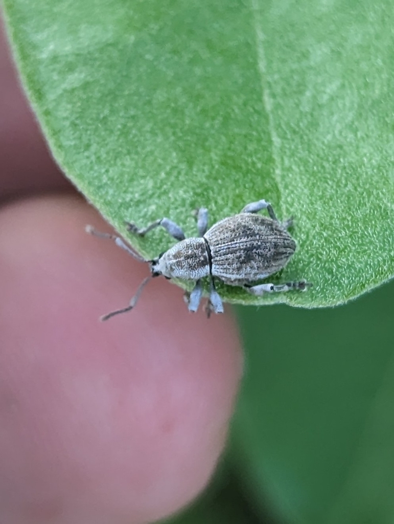 Lophothetes hirsutus